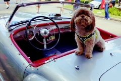 Dog's-Life